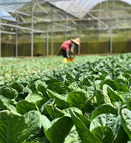Lettuce crop