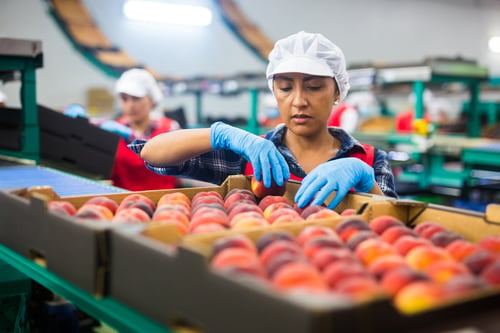 Woman sorting fresh peaches on a fruit packing line